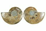 Cut & Polished Crystal-Filled Ammonite Fossil - Madagascar #354158-1